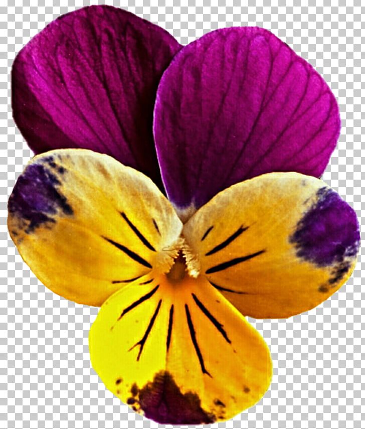 Pansy Flower Mauve Viola Pedunculata PNG, Clipart, Flower, Flowering Plant, Magenta, Mauve, Nature Free PNG Download