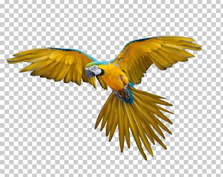 Parrot PNG, Clipart, Parrot Free PNG Download