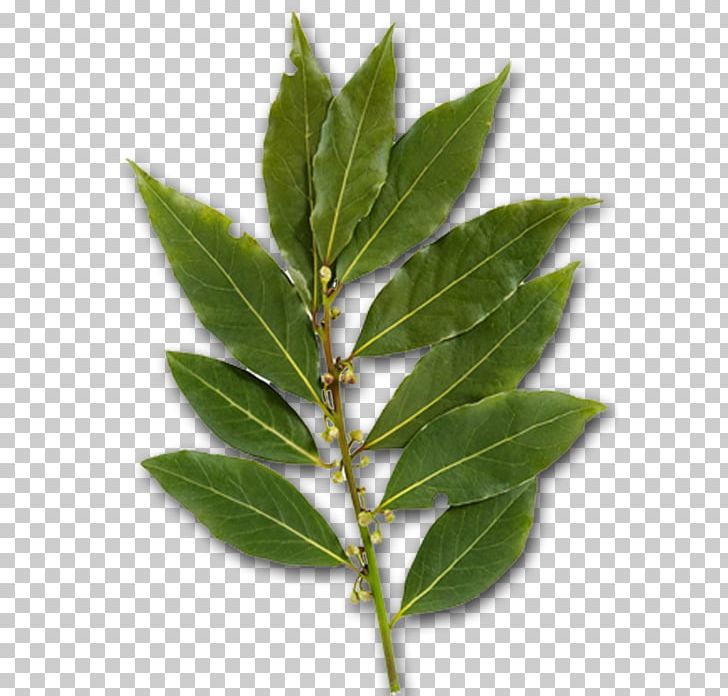 Bay Leaf Herb Bay Laurel Greek Cuisine Za'atar PNG, Clipart,  Free PNG Download