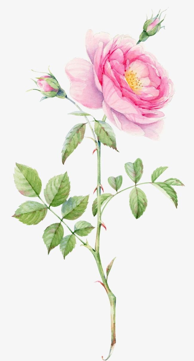 Beautifully Hand-painted Watercolor Flowers PNG, Clipart, Beautifully, Beautifully Clipart, Beauty In Nature, Bouquet, Bouquet Of Roses Free PNG Download