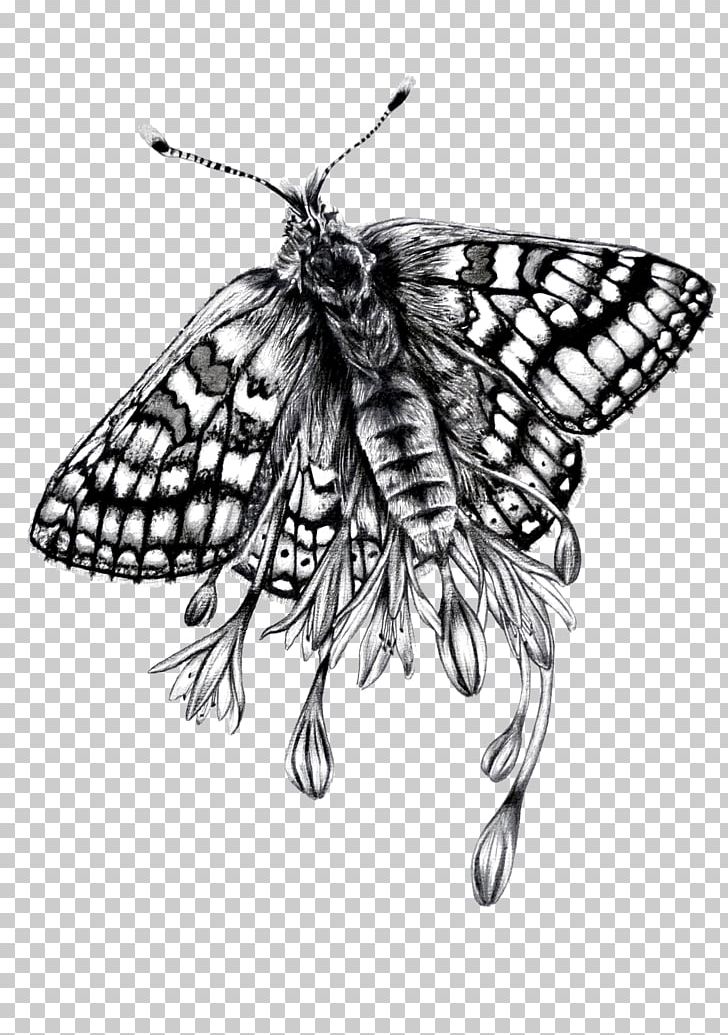 Monarch Butterfly Paper Brush-footed Butterflies Moth Drawing PNG, Clipart, Acrylic Paint, Art, Artist, Black And White, Brushfooted Butterflies Free PNG Download