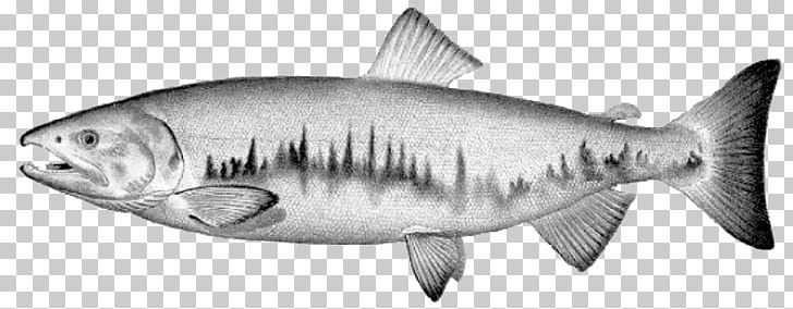 Tiger Shark Astaxanthin Salmon Animal Squaliform Sharks PNG, Clipart, Animal, Animal Figure, Astaxanthin, Black And White, Carotenoid Free PNG Download