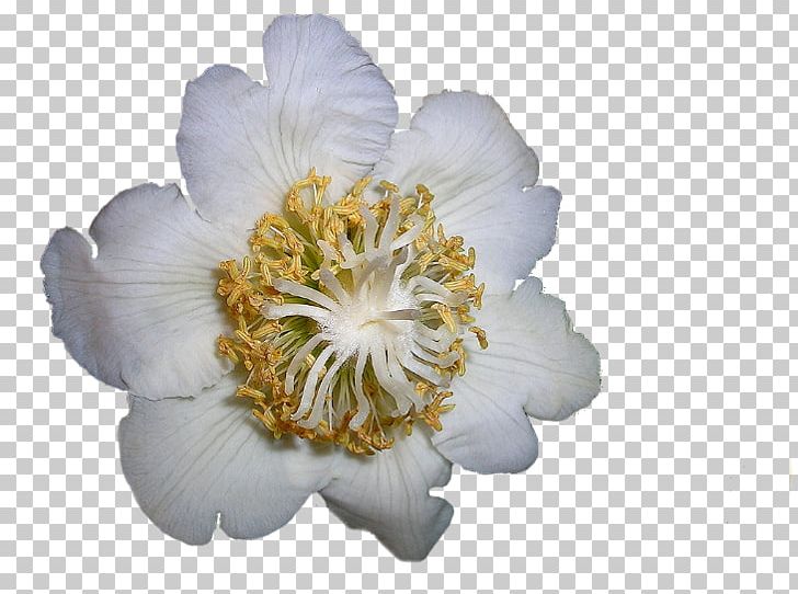 Cut Flowers Petal Blume PNG, Clipart, Blume, Cicek, Cicekler, Cicek Resimleri, Cut Flowers Free PNG Download