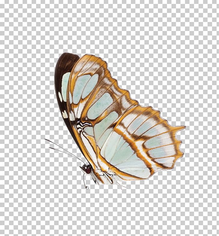 Monarch Butterfly Portable Network Graphics Moth PNG, Clipart, Arthropod, Butterflies And Moths, Butterfly, Butterfly Wings, Data Free PNG Download