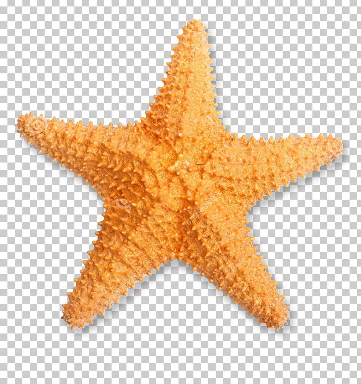 Starfish Stock Photography Oreaster Reticulatus PNG, Clipart, Animal, Animals, Echinoderm, Invertebrate, Istock Free PNG Download