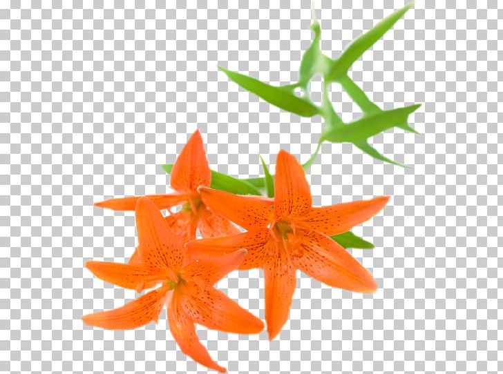 Stock Photography Flower Orange Lily PNG, Clipart, Flower, Fundal, Lilium, Lily, Lily Flower Free PNG Download