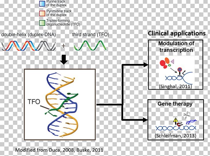 Triple-stranded DNA Oligonucleotide Peptide Nucleic Acid Gene Therapy PNG, Clipart, Angle, Area, Art, Brand, Diagram Free PNG Download