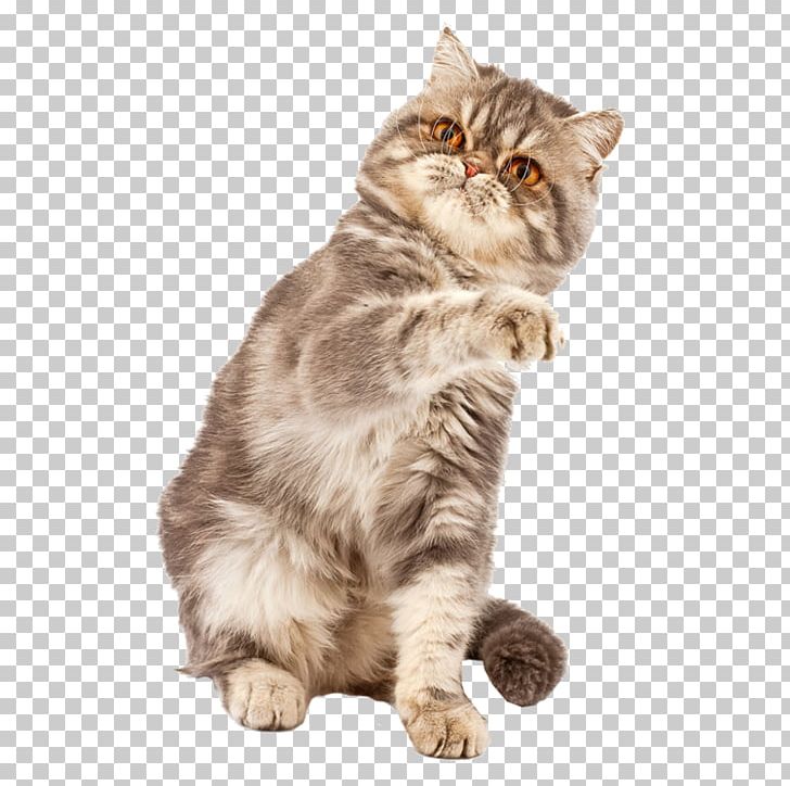 Exotic Shorthair British Shorthair Kitten Laser Pointer Stock Photography PNG, Clipart, American Wirehair, Animal, Animals, Asian, Carnivoran Free PNG Download