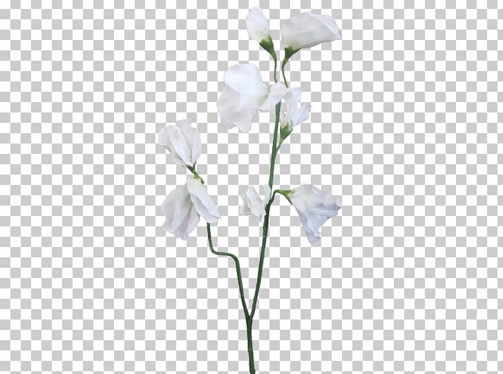 Sweet Pea Plant Stem Cut Flowers PNG, Clipart, 1800flowers, Artificial Flower, Ball Gown, Branch, Cut Flowers Free PNG Download