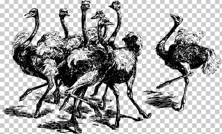 Common Ostrich T-shirt Bird Emu Drawing PNG, Clipart, Africa, Animal, Art, Beak, Bird Free PNG Download