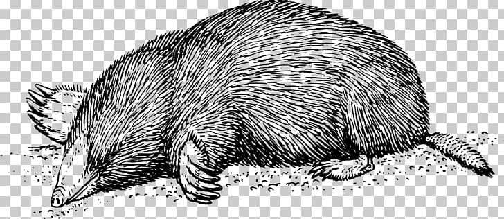 Drawing Mole PNG, Clipart, Art, Beaver, Black And White, Carnivoran, Cartoon Free PNG Download