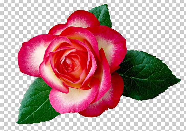 Hybrid Tea Rose Flower Desktop PNG, Clipart, Annual Plant, Camellia, Camomile, China Rose, Cut Flowers Free PNG Download
