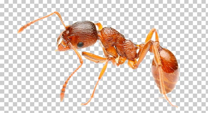 Red Imported Fire Ant Insect Pest Control PNG, Clipart, Amdro, Animal Bite, Animals, Ant, Ant Colony Free PNG Download