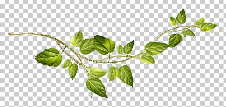 Restaurant Old Garden PNG, Clipart, Basil, Branch, Drawing, Herb, Herbalism Free PNG Download