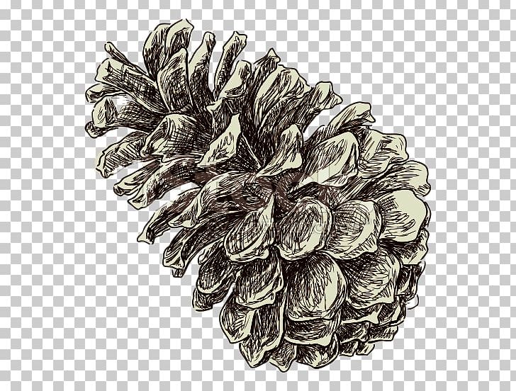 Conifer Cone Drawing Pinus Nigra PNG, Clipart, Cone, Conifer Cone, Conifers, Croquis, Drawing Free PNG Download