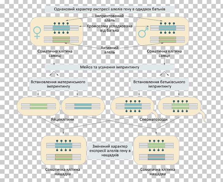 Genomic Imprinting Molecular Imprinting Maternal Genome PNG, Clipart, Area, Brand, Communication, Diagram, Gene Free PNG Download