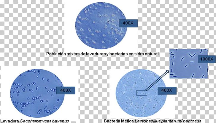 Microorganism Freeze-drying Microbial Ecology Microbial Metabolism Biotechnology PNG, Clipart, Angle, Biotechnology, Cider, Circle, Cultivo Free PNG Download