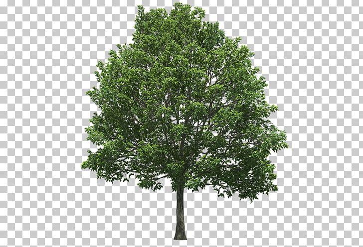 State Tree Oak Schinus Terebinthifolia Plant PNG, Clipart, Acer Campestre, Agac, Agac Resimleri, Albizia Julibrissin, Arbre Dalignement Free PNG Download