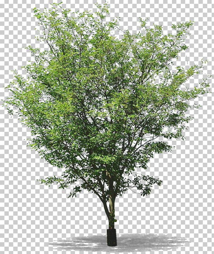 Twig Tree Populus Nigra Populus Sect. Aigeiros PNG, Clipart, Arbre, Basswood, Bay Laurel, Birch, Branch Free PNG Download