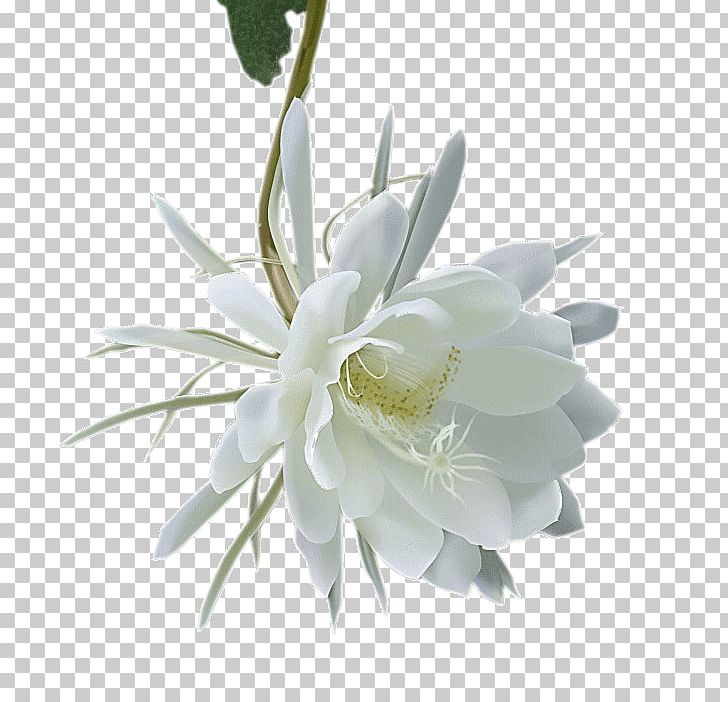 Encapsulated PostScript PNG, Clipart, Cactus, Coreldraw, Cut Flowers, Download, Encapsulated Postscript Free PNG Download