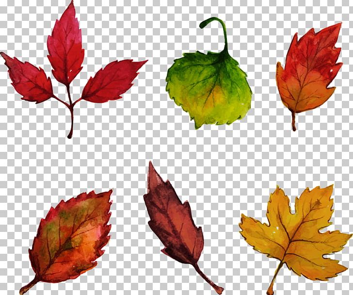 Leaf Watercolor Painting Drawing Euclidean PNG, Clipart, Autumn, Autumn Leaves, Cartoon, Deciduous, Fall Leaves Free PNG Download