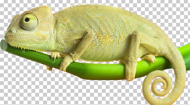 Chameleons Reptile Amphibians Iguanas PNG, Clipart, Amphibians, Animal, Chameleon, Chameleons, Expert Free PNG Download