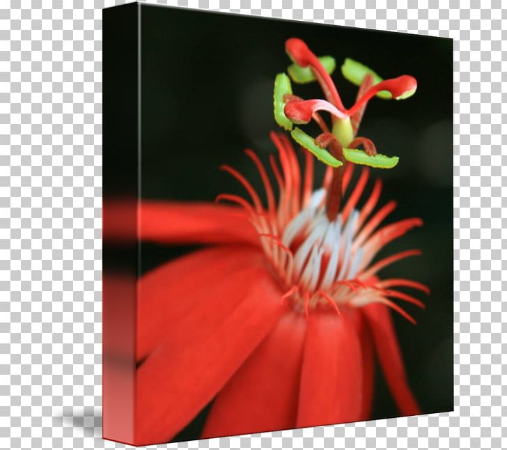 Passion Fruit Passiflora Vitifolia Flower Art PNG, Clipart, Art, Artist, Fine Art, Flora, Floral Design Free PNG Download