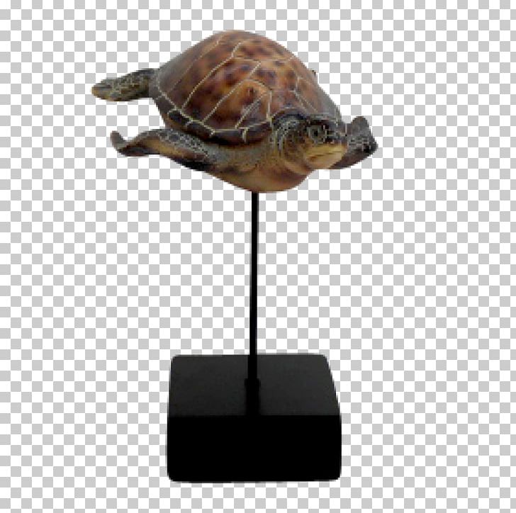 Box Turtle Sea Turtle Tortoise PNG, Clipart, Animals, Box Turtle, Decorative, Emydidae, European Free PNG Download