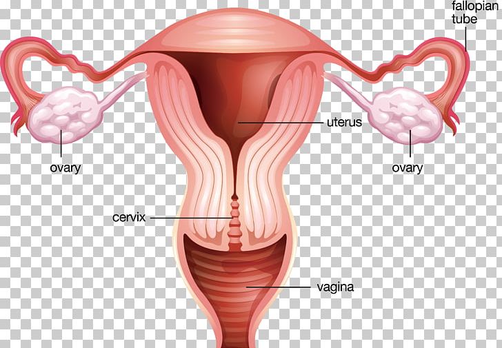 Cervix Cervical Canal Female Reproductive System Childbirth Uterus PNG, Clipart, Cervix, Childbirth, Fallopian Tube, Female, Female Reproductive System Free PNG Download
