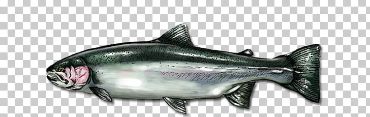 Coho Salmon Oily Fish Salmon As Food Marine Biology PNG, Clipart, Animal, Animal Figure, Biology, Bony Fish, Coho Free PNG Download