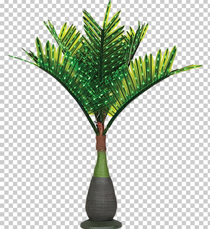 Lighting Hyophorbe Lagenicaulis Tree Washingtonia Robusta PNG, Clipart, Arecaceae, Arecales, Branch, Coconut, Date Palm Free PNG Download