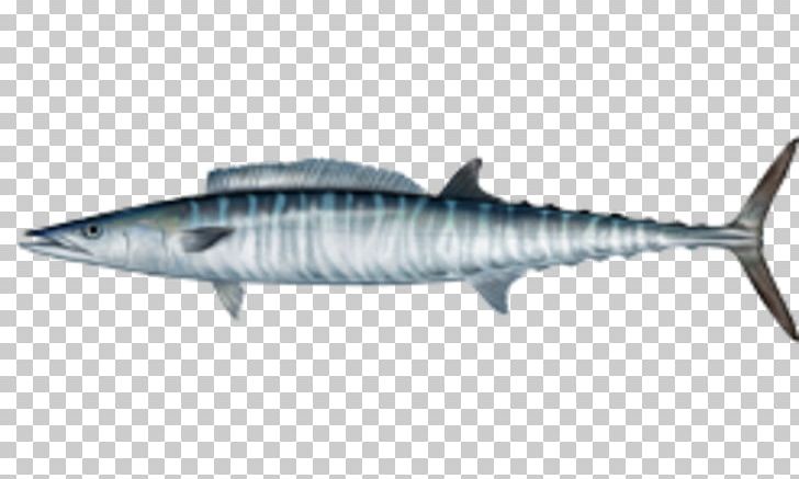 Wahoo Fishing Mackerel Saltwater Fish PNG, Clipart, Acanthocybium, Bonito, Bony Fish, Diversity Of Fish, Fauna Free PNG Download