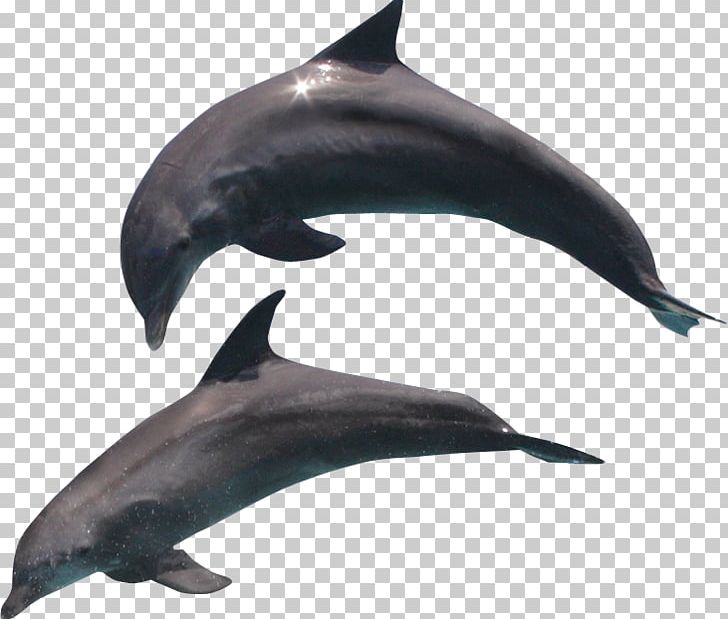 Common Dolphin PNG, Clipart, Animal, Animals, Black, Cetacea, Cute Dolphin Free PNG Download
