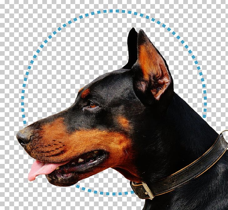 Dobermann German Shepherd Rottweiler Puppy Guard Dog PNG, Clipart, Animals, Breed, Carnivoran, Collar, Desktop Wallpaper Free PNG Download
