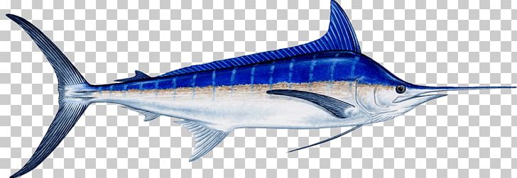Marlin Fishing Atlantic Blue Marlin Recreational Fishing Billfish PNG, Clipart, Animal Figure, Atlantic Sailfish, Black, Bony Fish, Marine Biology Free PNG Download