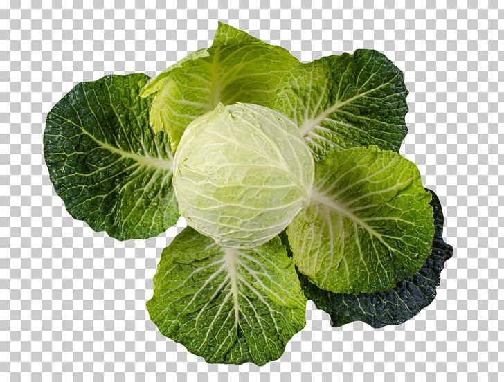 Spring Greens Savoy Cabbage Collard Greens Vegetable PNG, Clipart, Cabbage, Chinese Cabbage, Collard Greens, Computer Icons, Food Free PNG Download