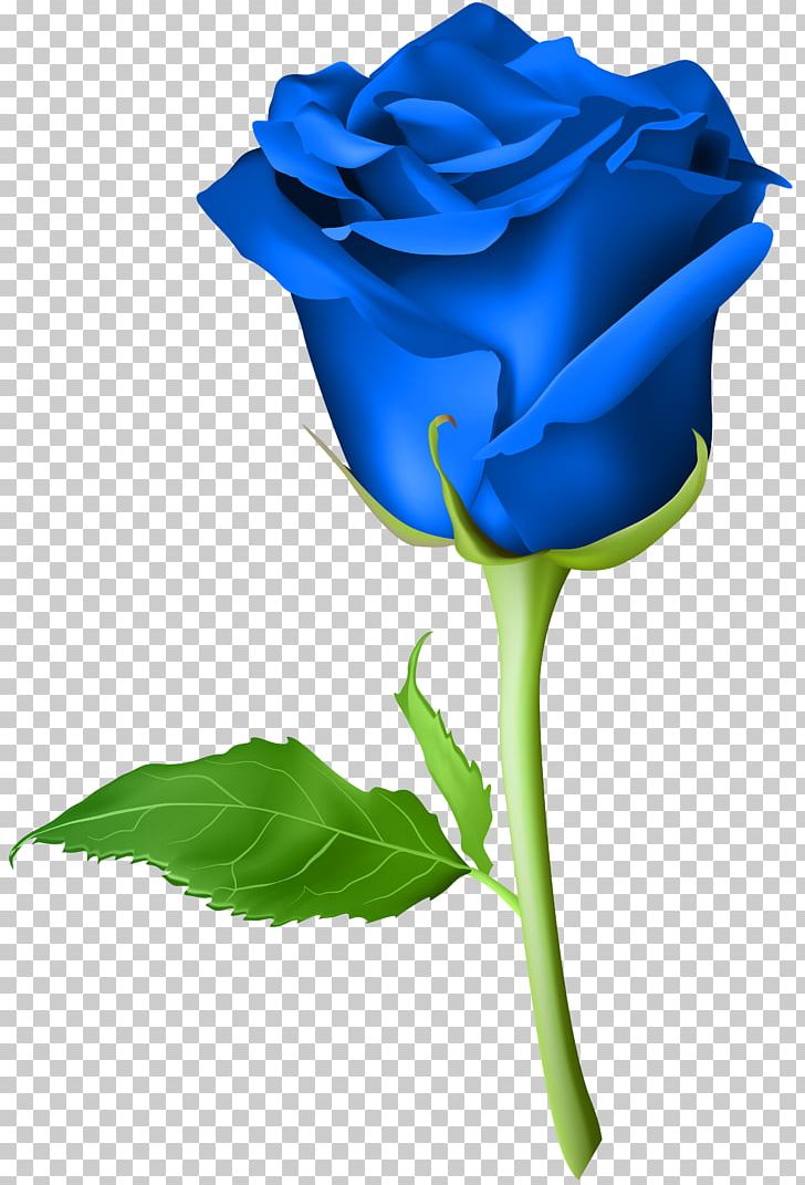Blue Rose PNG, Clipart, Blue, Blue Rose, Clipart, Closeup, Color Free PNG Download