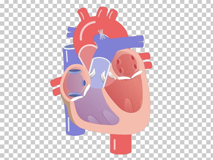Cardiac Cycle Electrical Conduction System Of The Heart Heart Valve Cardiac Muscle PNG, Clipart, Anatomy, Aortic Valve, Atrioventricular Node, Atrium, Cardiac Cycle Free PNG Download