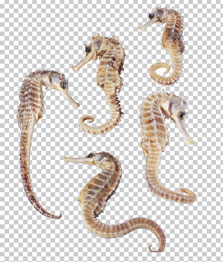 Dwarf Seahorse Syngnathidae Flat-faced Seahorse Great Seahorse Spiny Seahorse PNG, Clipart, Animals, Chinese, Chinese Herbology, Crow, Little Girl Free PNG Download
