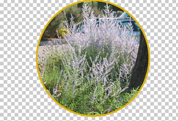 English Lavender French Lavender Plants Bee Subshrub PNG, Clipart, Bee, Common Daisy, Davis, English Lavender, French Lavender Free PNG Download
