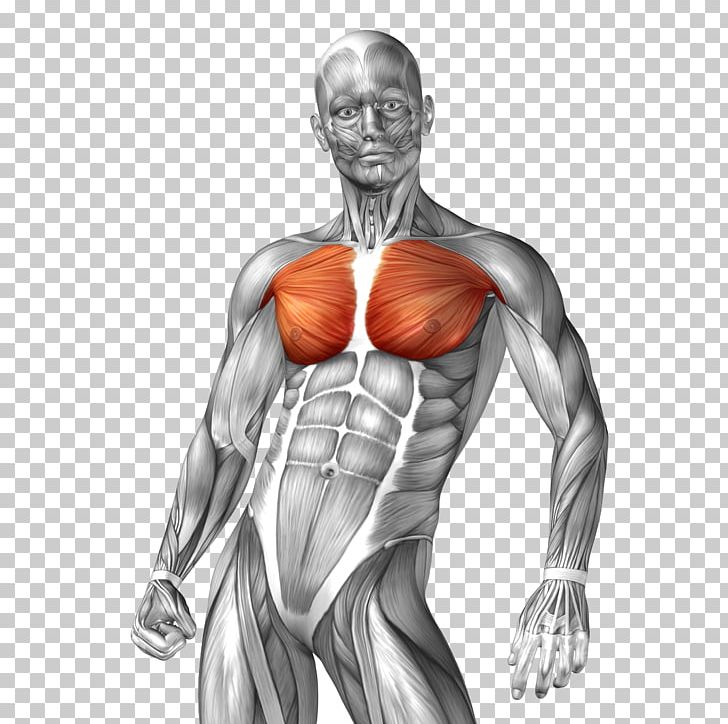Human Anatomy Muscle Illustration PNG, Clipart, Abdomen, Anatomy, Arm, Body, Bodybuilder Free PNG Download