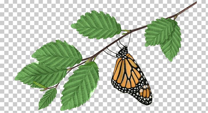 Monarch Butterfly Tissue Multicellular Organism PNG, Clipart, Arthropod, Brush Footed Butterfly, Butterfly, Cell, Insect Free PNG Download