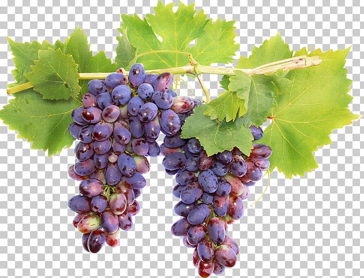 Sauvignon Blanc Sultana Wine Grape Cabernet Sauvignon PNG, Clipart, Berry, Bilberry, Common Grape Vine, Currant, Flowering Plant Free PNG Download