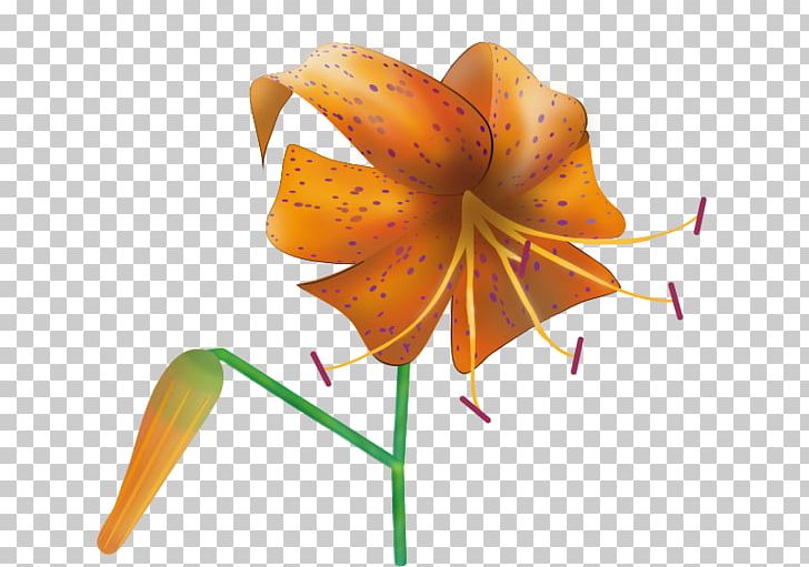 Tiger Lily PNG, Clipart, Animals, Bulb, Calla Lily, Cut Flowers, Download Free PNG Download