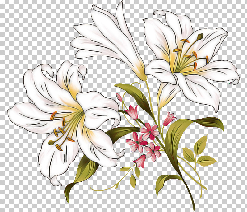 Lily Flower PNG, Clipart, Aceite De Masaje, Body, Cream, Essential Oil, Grape Seed Oil Free PNG Download
