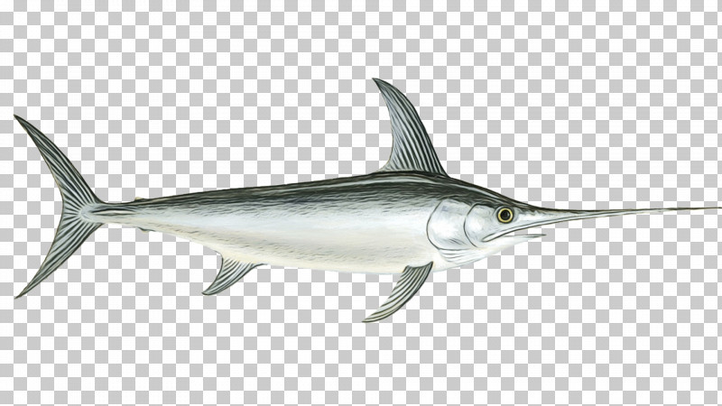Swordfish Bony Fishes Fish Seafood Fish As Food PNG, Clipart, Biology, Bony Fishes, Fish, Fish As Food, Marlin Free PNG Download