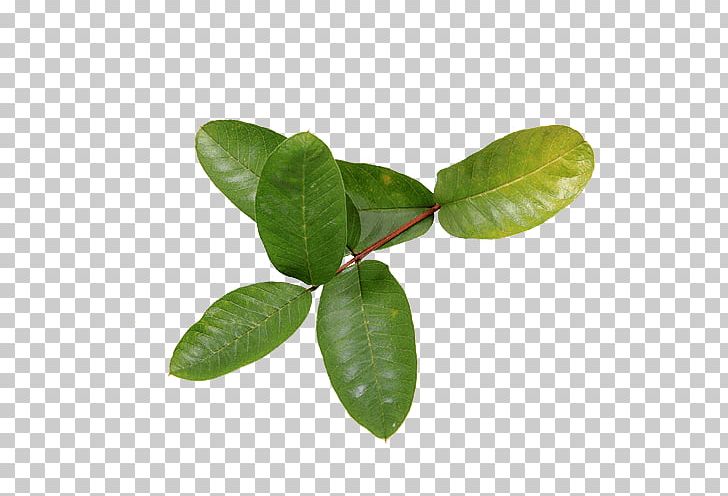Common Guava Leaf Tropical Fruit Health PNG, Clipart, Common Guava, Fruit, Guava, Health, Leaf Free PNG Download