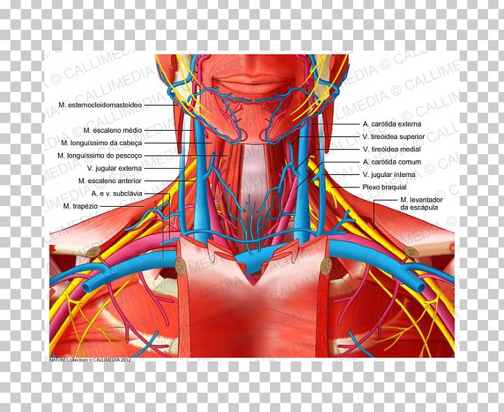 Human Anatomy Human Body Neck Blood Vessel PNG, Clipart, Anatomy, Blood