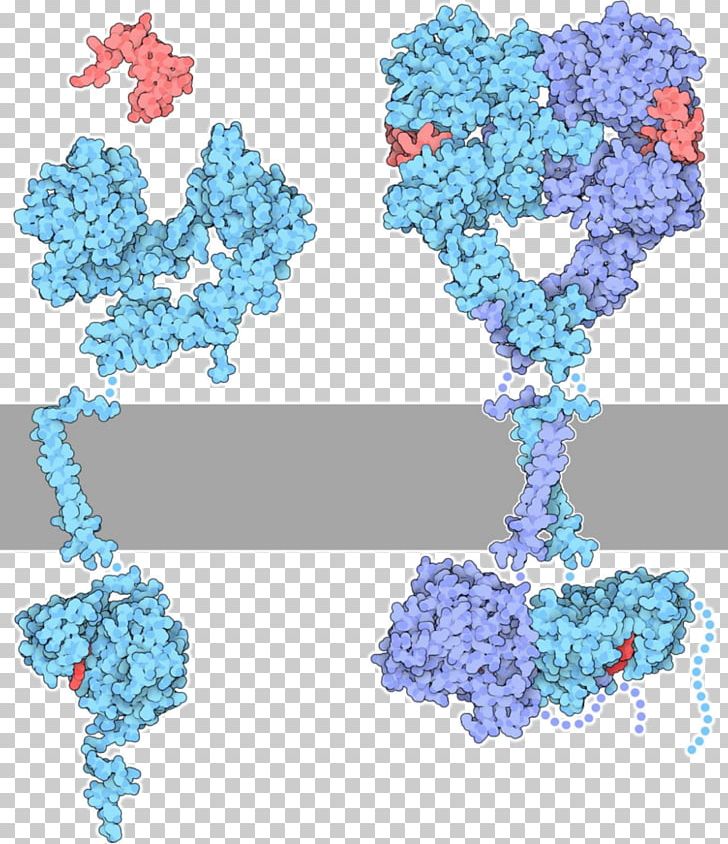 Receptor Tyrosine Kinase Protein Kinase PNG, Clipart, Blue, Epidermal Growth Factor, Epidermal Growth Factor Receptor, Erbb, Flower Free PNG Download