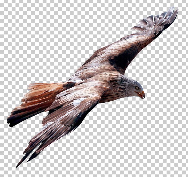 Flight Bird PNG, Clipart, Accipitriformes, Beak, Bird, Bird Of Prey, Birds Free PNG Download